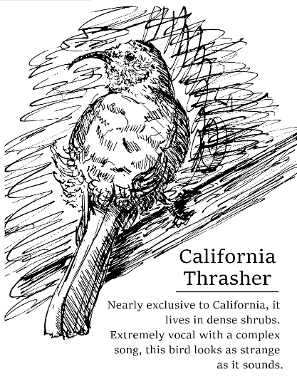 Birds of Southern California