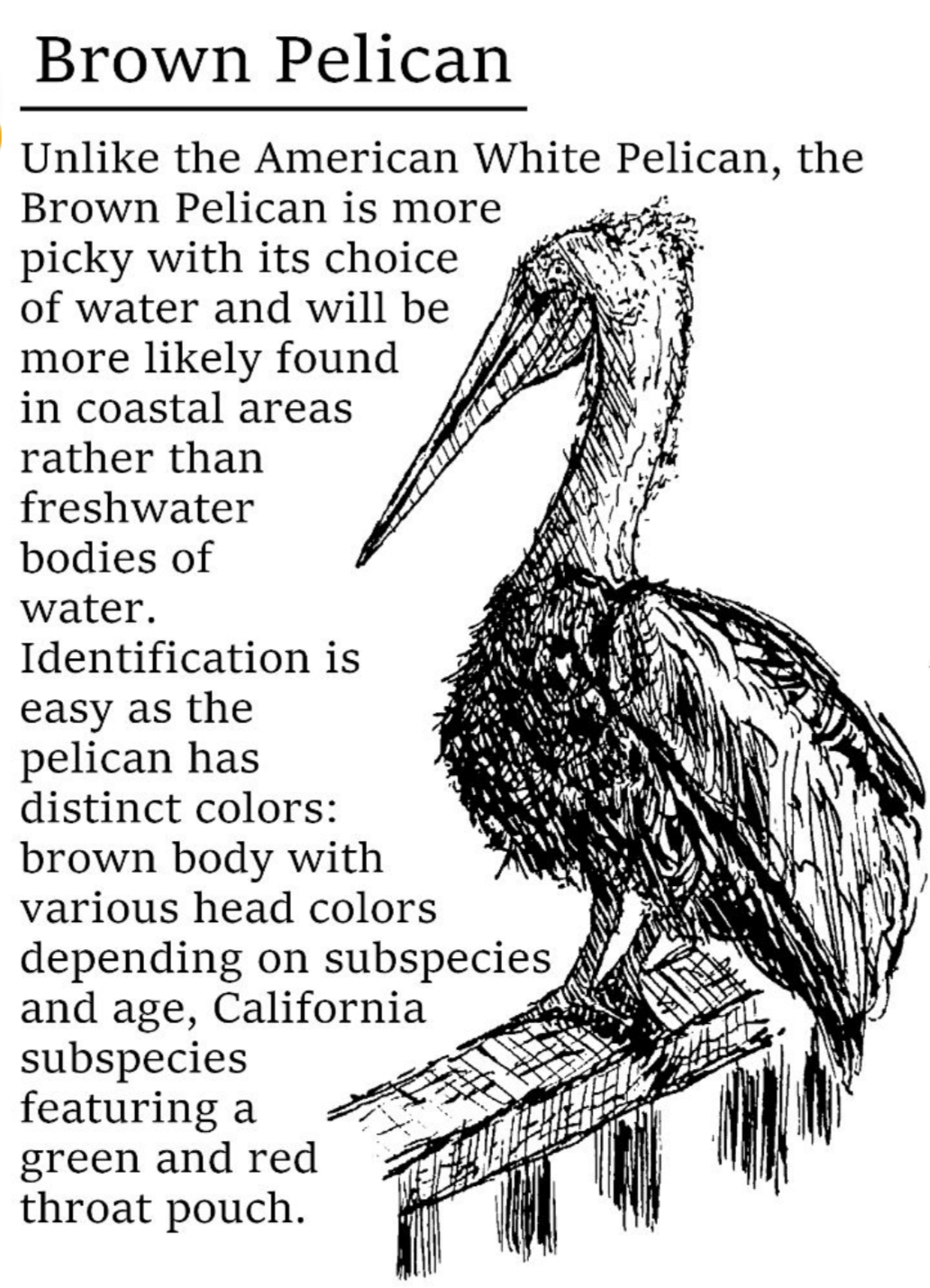 Birds of California Wetlands and Estuaries